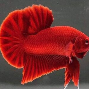 Betta Red Round Tail