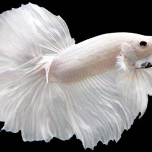 Betta White Halfmoon 5Cm