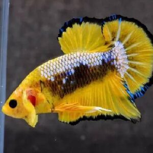 Betta Yellow Fancy Betta HMPK