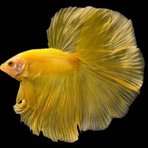 Betta Yellow Halfmoon 5Cm