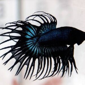 Black Crown Tail Betta