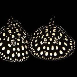 Black Daimond Stringray (XL)