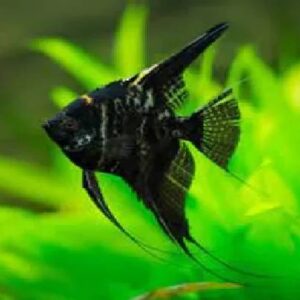 Black Marble Angel 7Cm