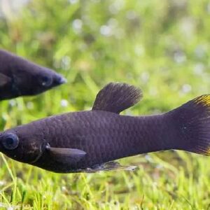Black Molly 3.5Cm
