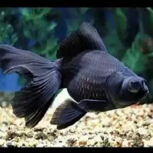 Black Moor Fish 7Cm