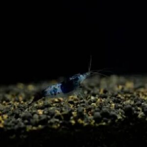 Black Sushi Shrimps 1Cm