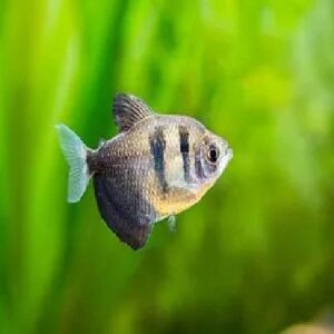 Black Tetra 3Cm