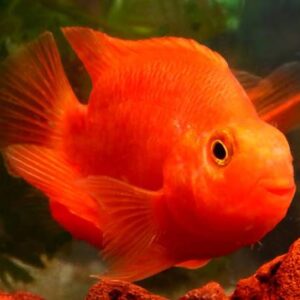 Blood Red Parrot 12Cm