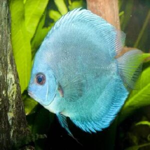 Blue Diamond Discus 7Cm