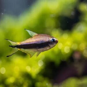 Blue Emperor Tetra 3Cm