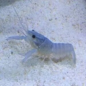 Blue Lobster 4.5Cm