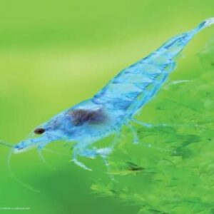Blue Cherry Shrimo