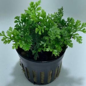 Bolbitis Heudelotii Mini Leaf