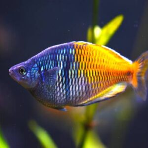 Bosemani Rainbow Fish 4Cm