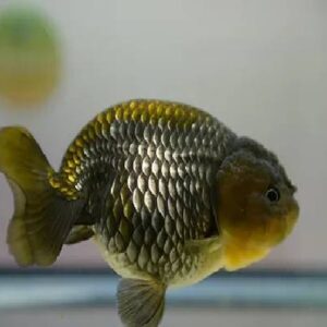 Bronze Ranchu 8Cm