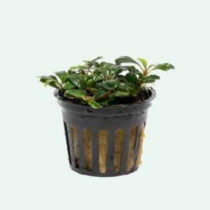 Bucephalandra Kedagang Mini