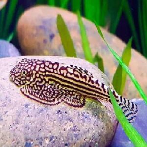 Butterfly Sucker Fish 3.5Cm