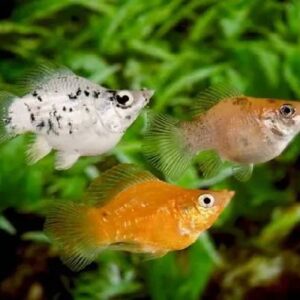Balloon Molly Fish 2.5 Cm