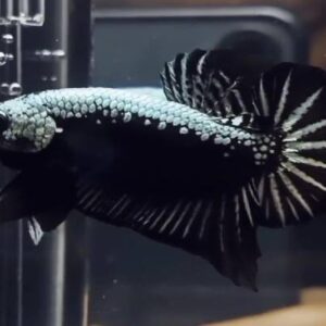 Betta Black Round Tail