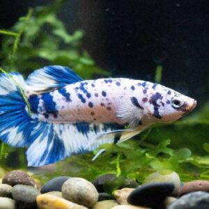 Betta Blue Cow 4Cm