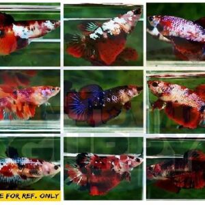 Betta Plakat Female Male Mix