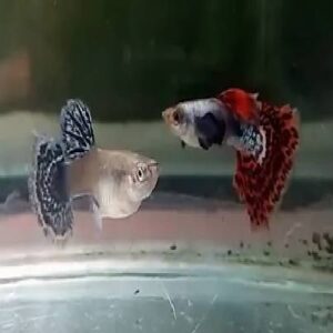 Big Ear Guppy Pair 3.5Cm