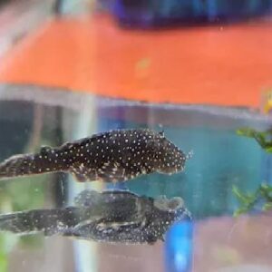 Black Bristalnose Pleco 4.5Cm