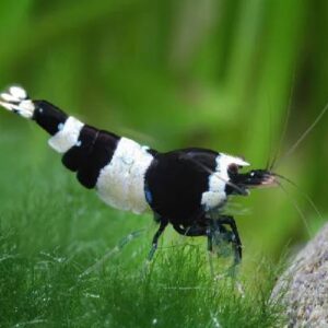 Black Crystal Shrimps 1.5Cm