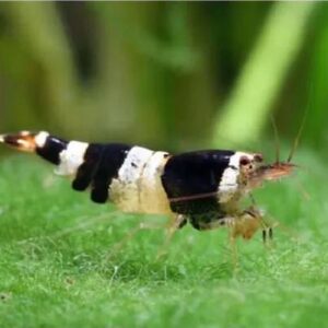 Black Crystal Shrimps 1.5Cm