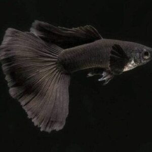 Black Guppy Pair