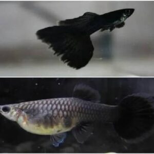 Black Guppy Pair
