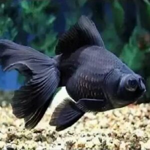 Black Moor Fish 5Cm