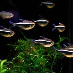 Black Neon Tetra Fish 3Cm