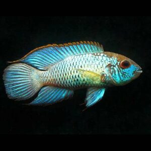Blue Acara 4Cm