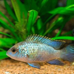 Blue Acara Cichlids 7Cm
