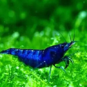 Blue Velvet Shrimps 1.5Cm