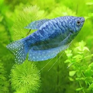 Blue Gourami Fish 6Cm