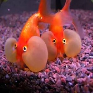 Bubble Eye Gold Fish 7Cm