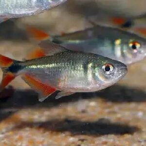 Buenos Aires Tetra 3Cm