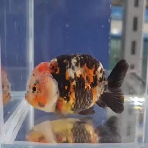 Calico Ranchu Fish 10Cm