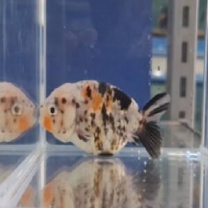 Calico Ranchu Fish 10Cm