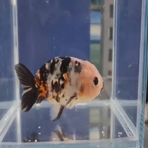 Calico Ranchu Fish 8Cm