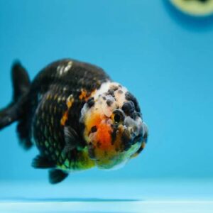Calico Ranchu Fish 8Cm