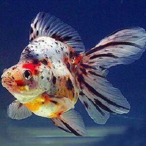 Calico Ruykin Oranda Gold 11Cm