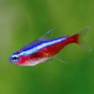Cardinal Tetra 2.5Cm TO 3Cm