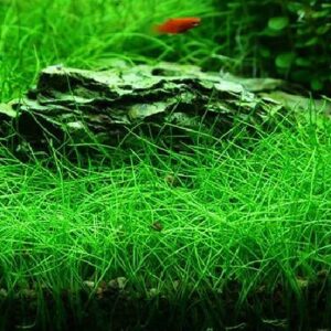 Carpet Grass Seeds (Small)