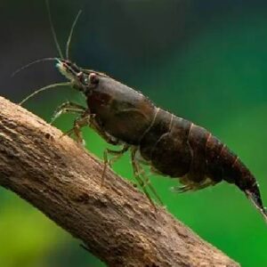Chocolate Shrimps 1.5Cm