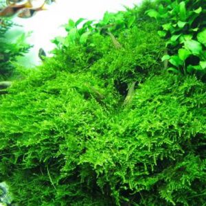 Christmass Moss