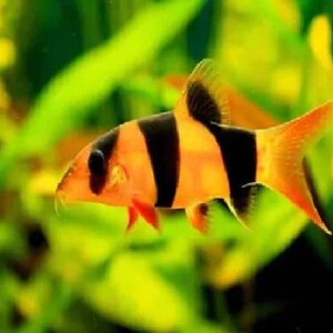 Clown Loach 5Cm