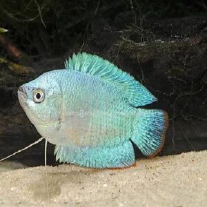 Cobalt Gourami 4.5Cm